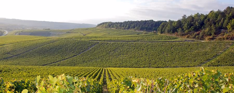 Experience Chablis: Things to Do in Town and Beyond