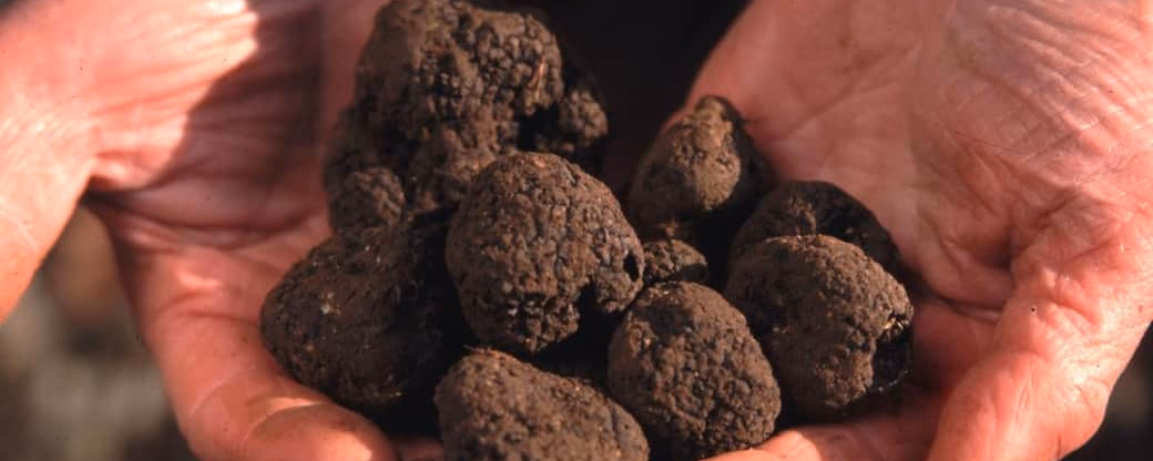 The Truffle Festival in Noyers-sur-Serein. Each November, the medieval village of Noyers-sur-Serein fills with the earthy perfume of Burgundy truffles, robed br...