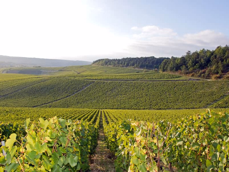 Experience Chablis: Things to Do in Town and Beyond