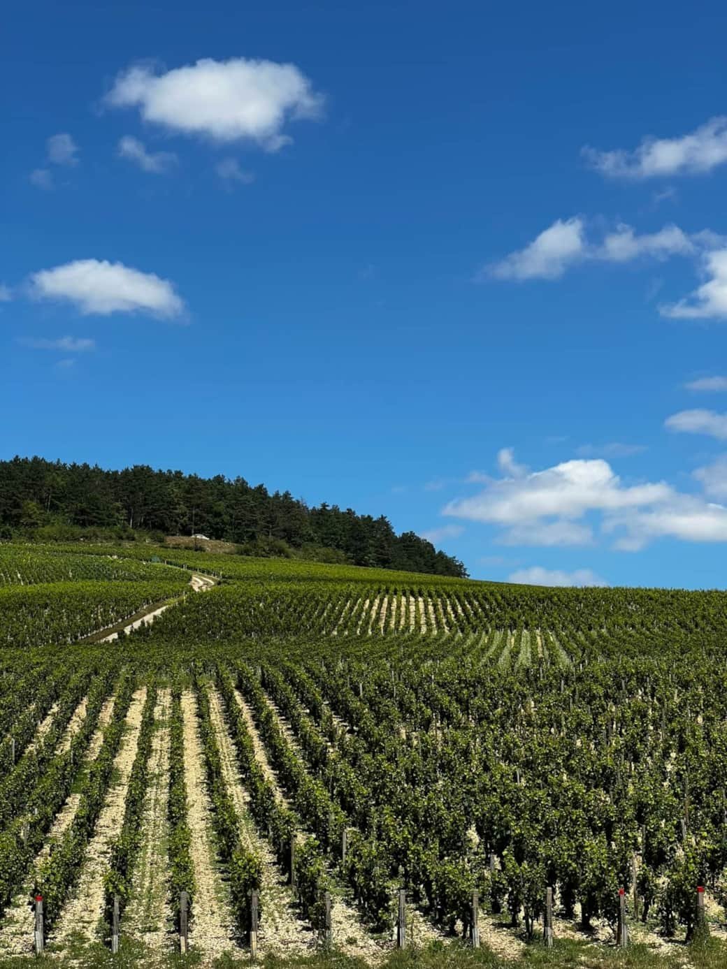 top-things-chablis