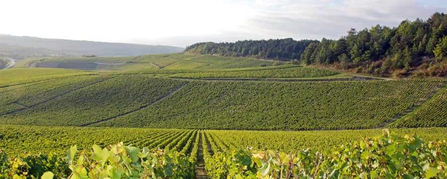 Experience Chablis: Things to Do in Town and Beyond