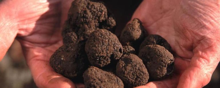 The Truffle Festival in Noyers-sur-Serein. Each November, the medieval village of Noyers-sur-Serein fills with the earthy perfume of Burgundy truffles, robed br...