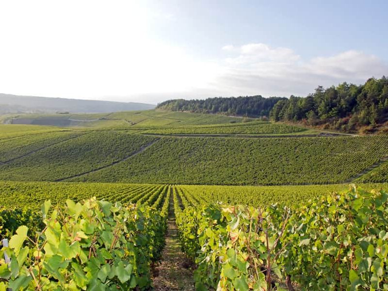 Experience Chablis: Things to Do in Town and Beyond